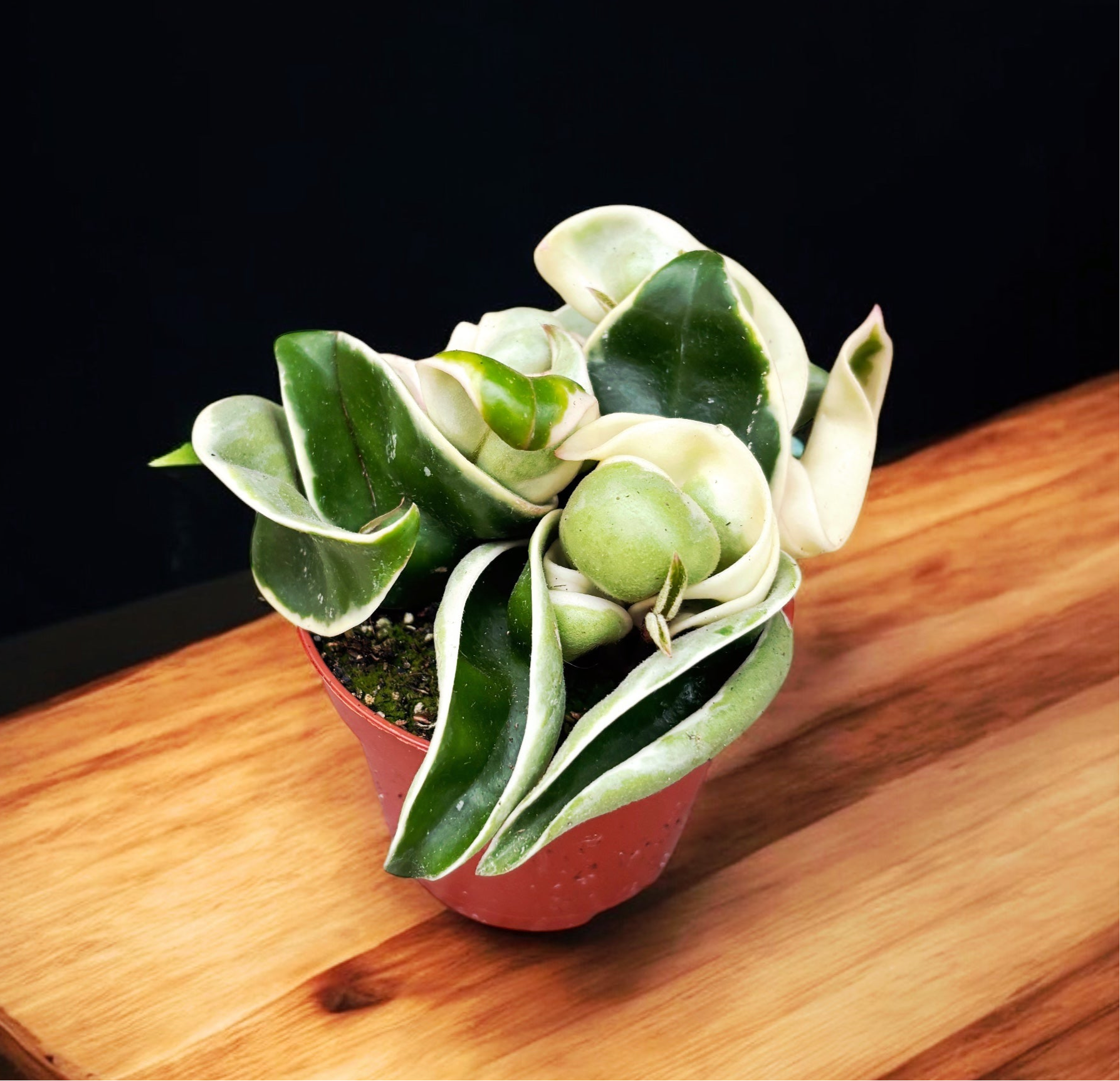 Hoya compacta 'Regalis' (albomarginata) D6