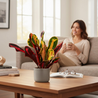 Codiaeum variegatum ‘Mammi’ D7