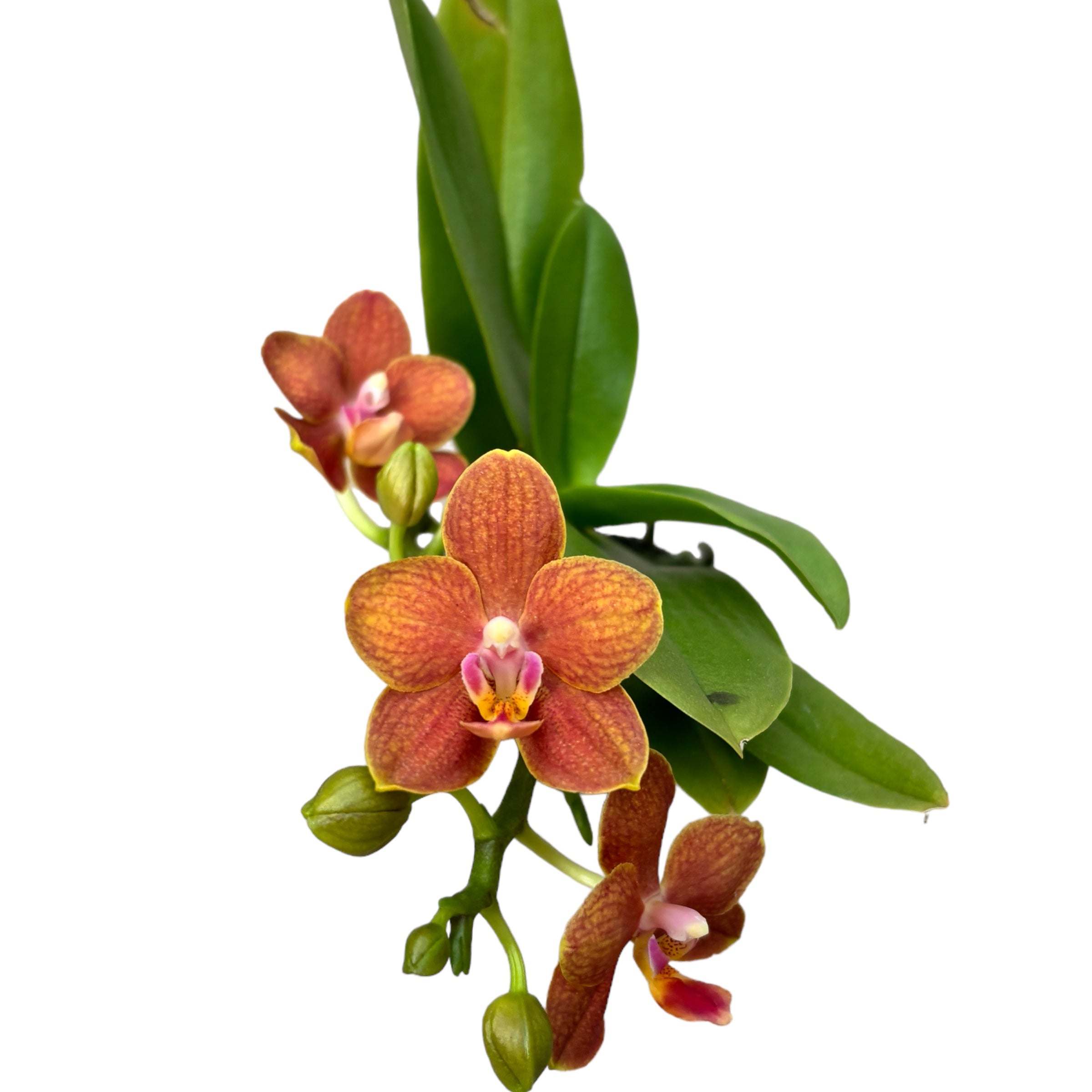 Phalaenopsis mini Arancione - fiori profumati