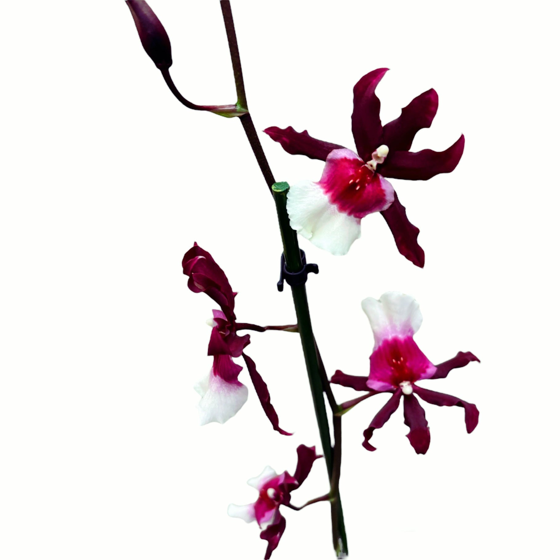 Miltonidium Bartley Star fragrant