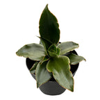 Sansevieria 'Star Rose'