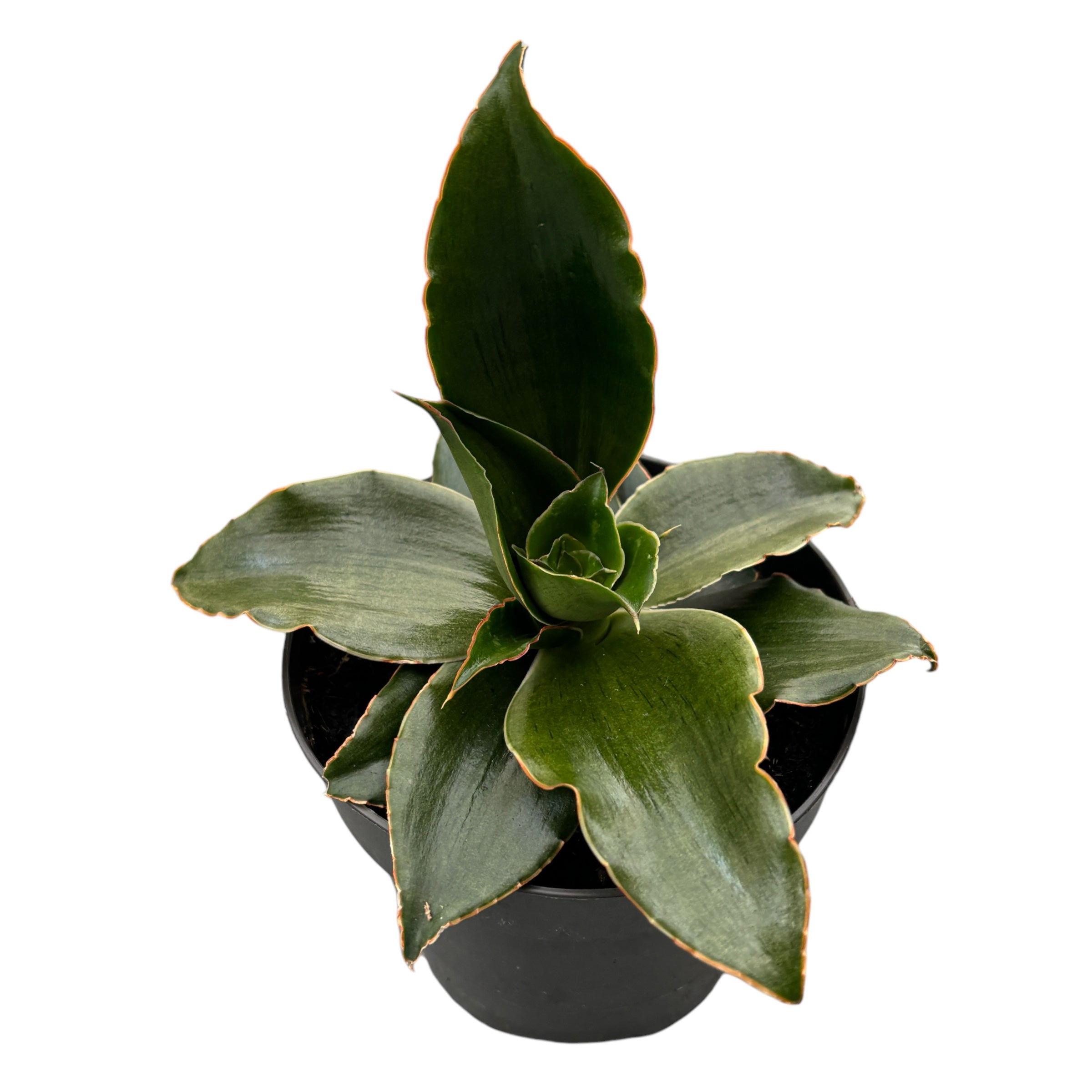 Sansevieria 'Star Rose'