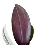 Phalaenopsis Ever Spring Prince 'Star #6' (Foglie Nere)