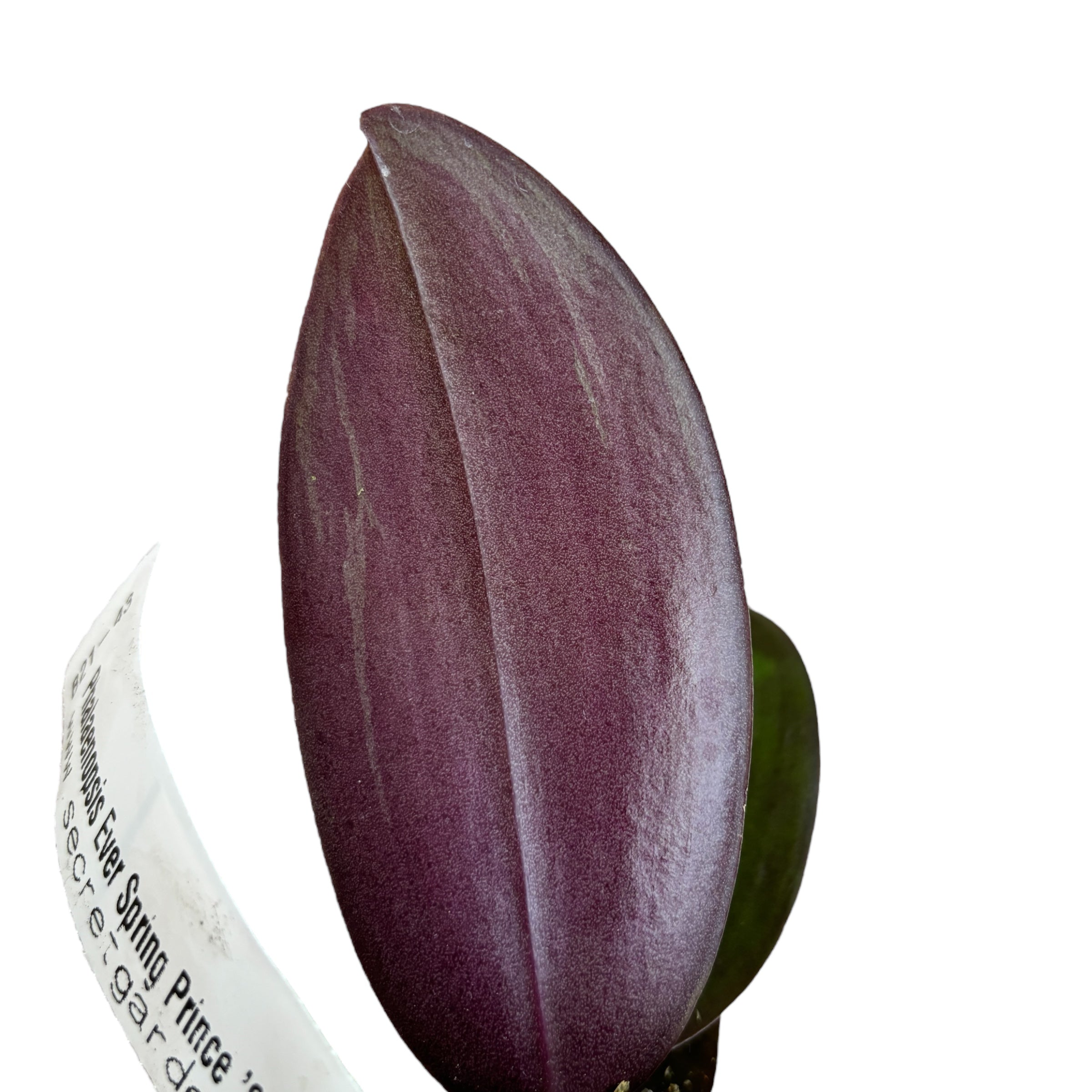 Phalaenopsis Ever Spring Prince 'Star #6' (Schwarze Blätter)