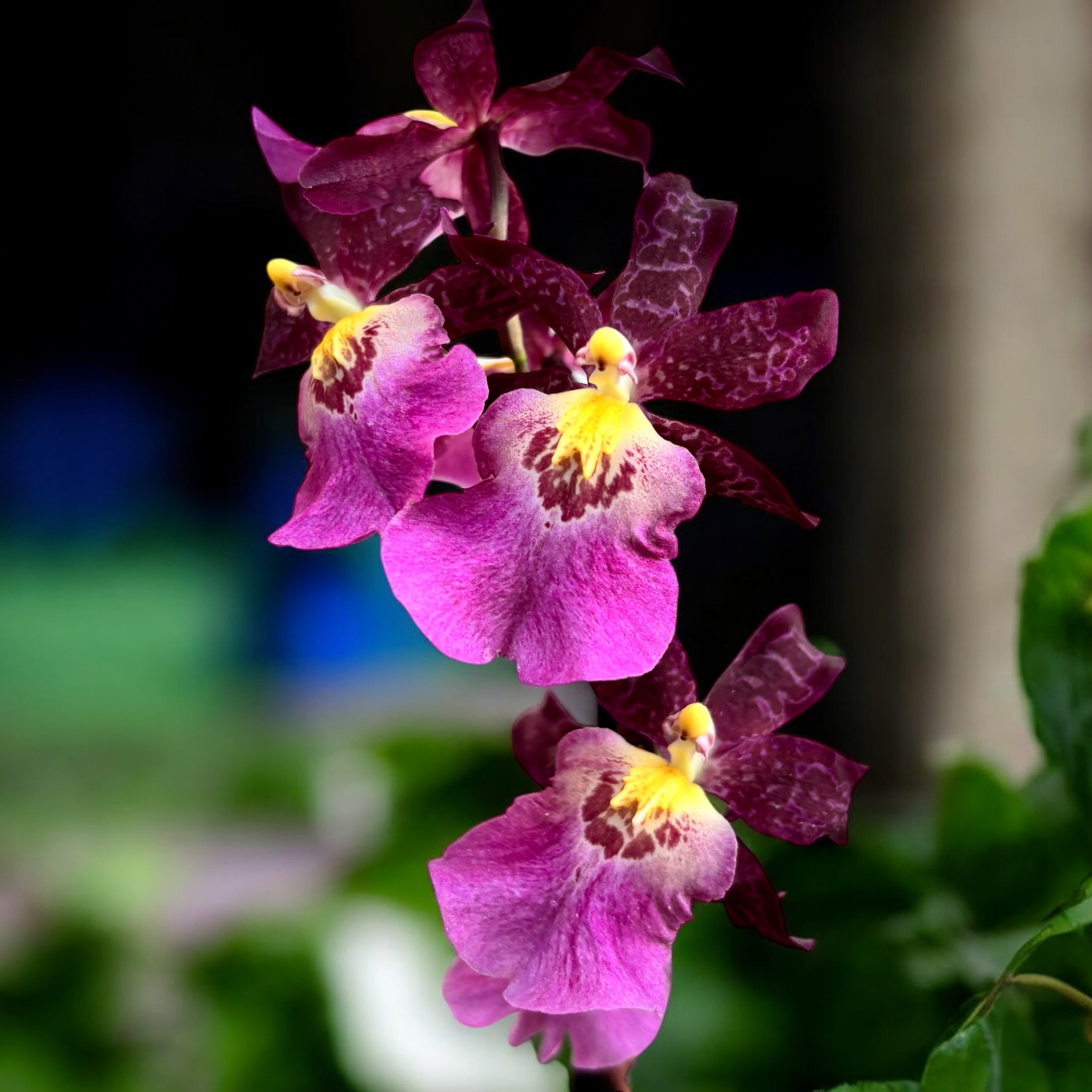 Wilsonara Pacific Lust 'La Estrela' - esemplare XL