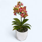 Phalaenopsis Rising Sun - illatos pelóriavirágok