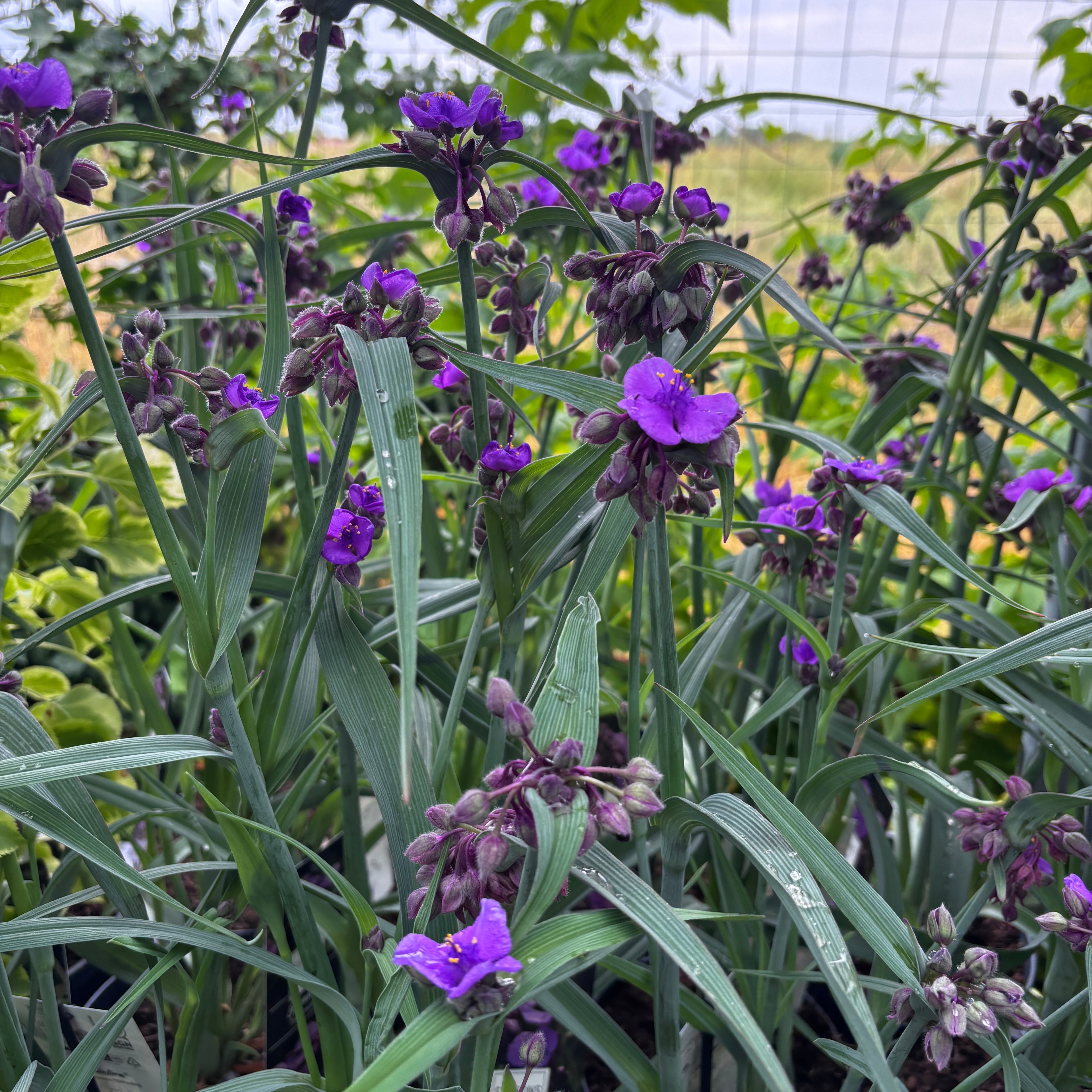 Tradescantia 'JS®Brainstorm' (stálezelená, zahradní)
