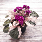 Сейнтпаулия Ховариагата - теменужки с пъстри листа