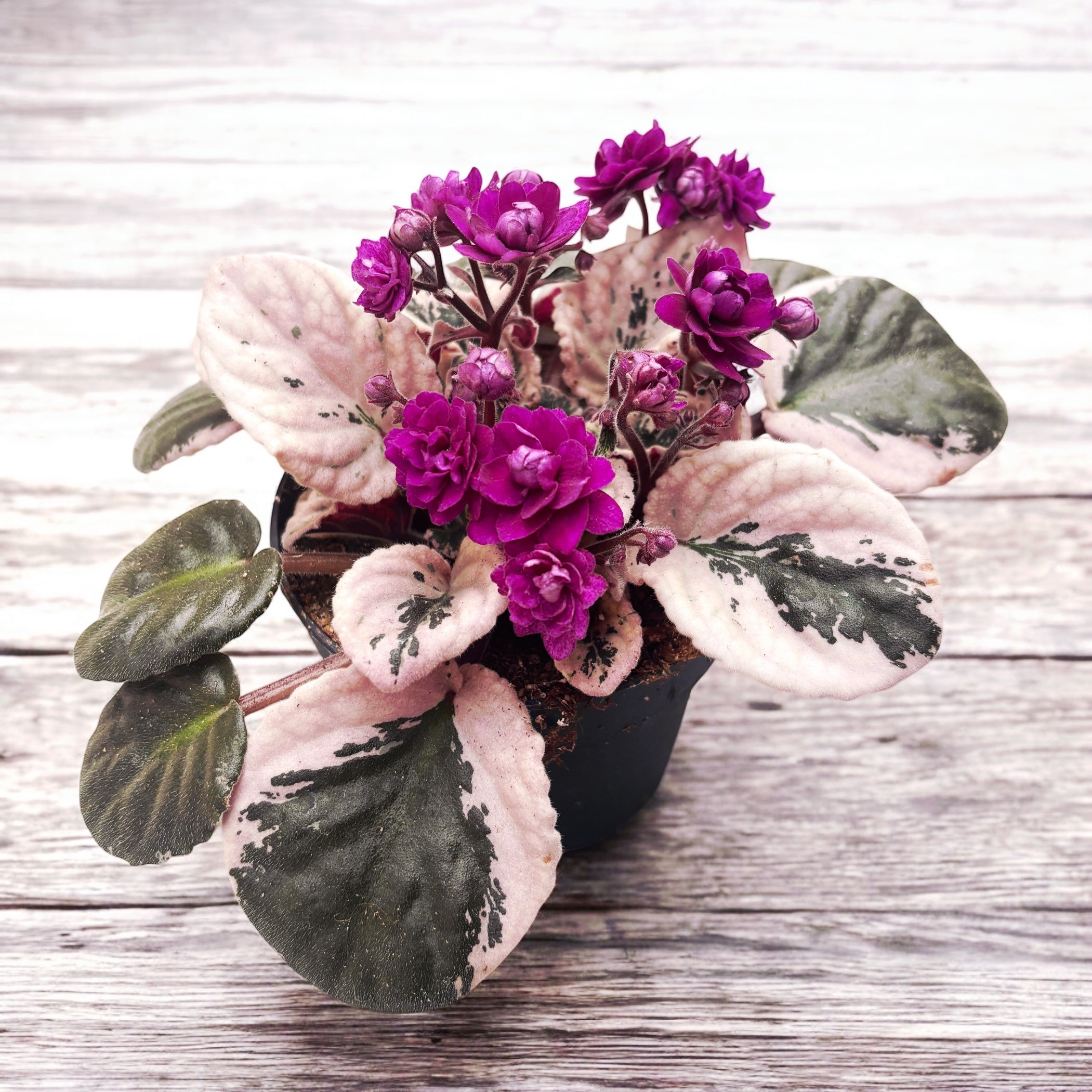 Saintpaulia Hovariagata - violete cu frunze variegate