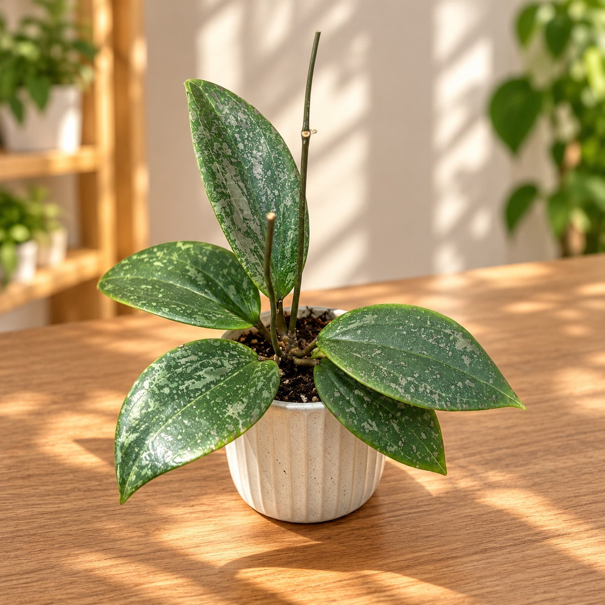 Hoya wibergiae D6