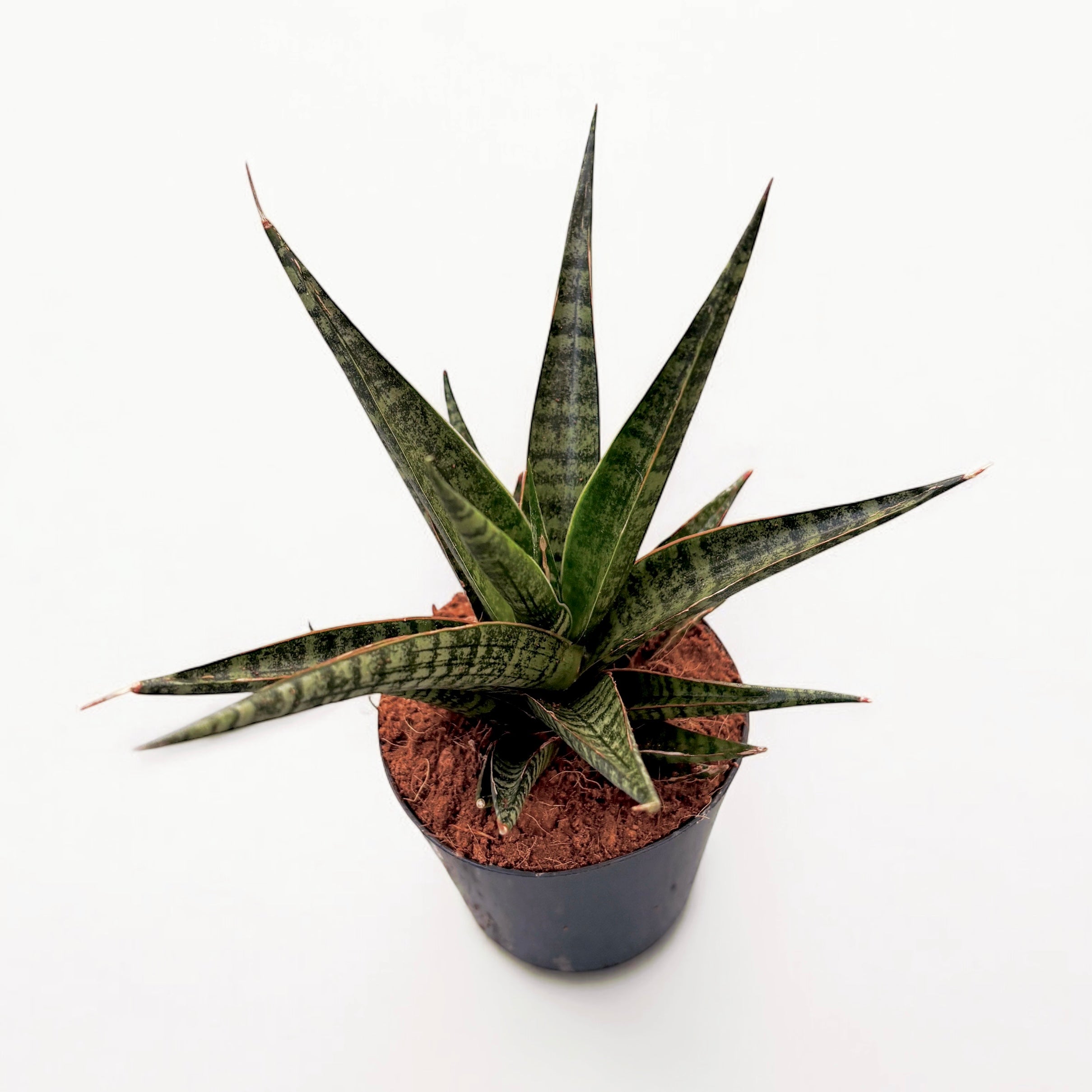 Sansevieria ‘Tiger crown’