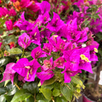 Bougainvillea 'Elisabeth Angus' (Sabina) - floarea de hartie roz, pe picior