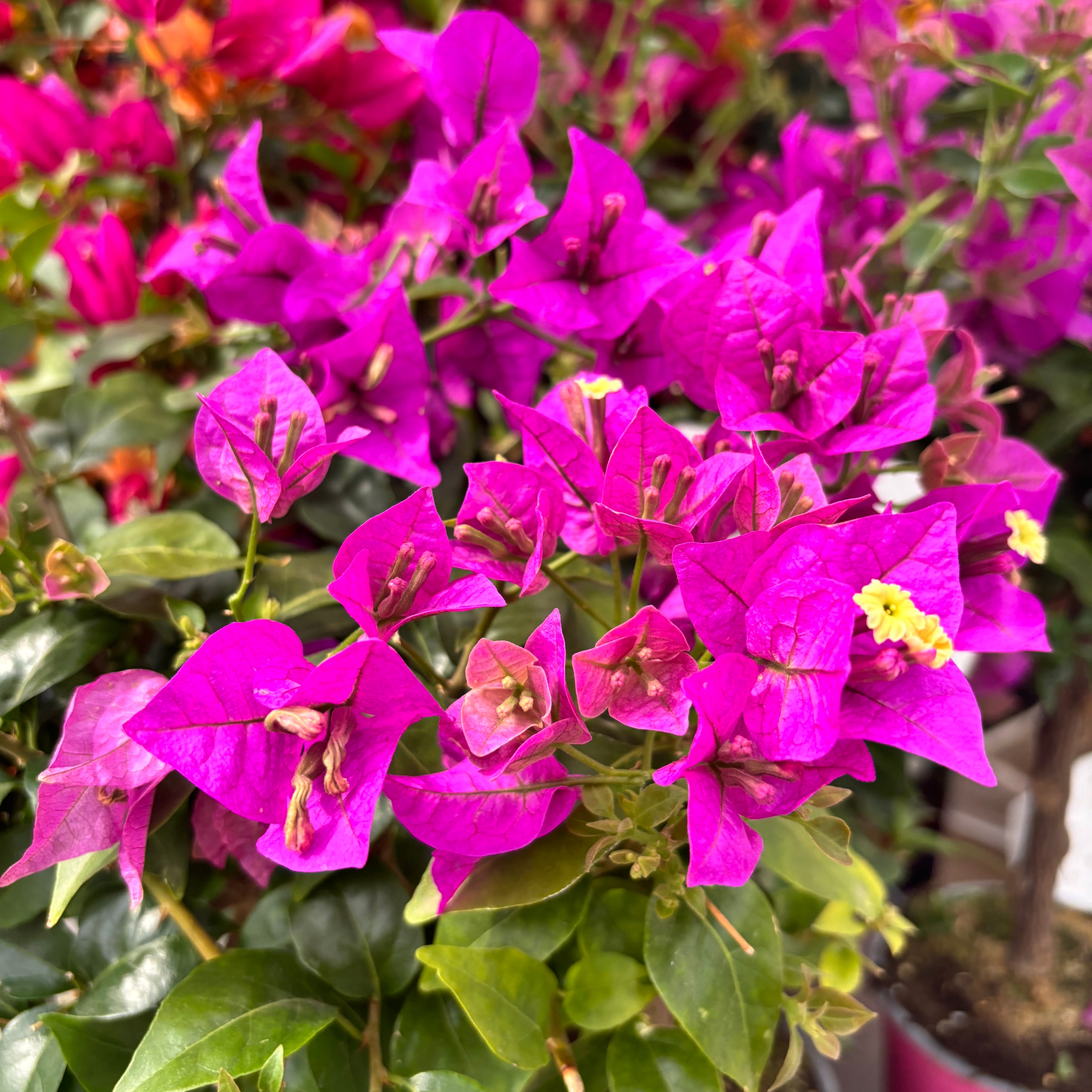 Bougainvillea 'Elisabeth Angus' (Sabina) - floarea de hartie roz, pe picior