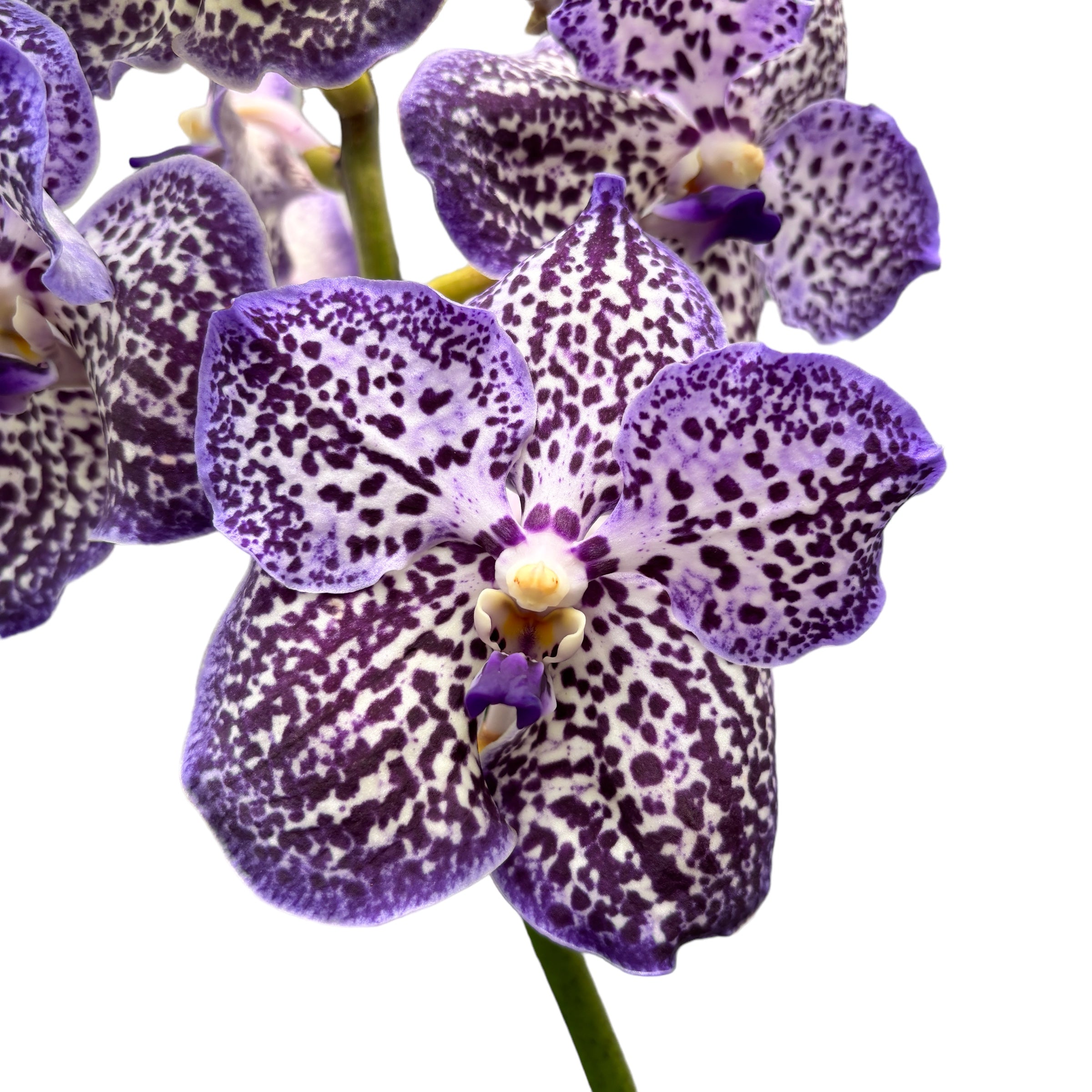 Vanda Sunanda Royal Purple (Ansu)