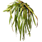 Rhipsalis monacantha - primerki XL