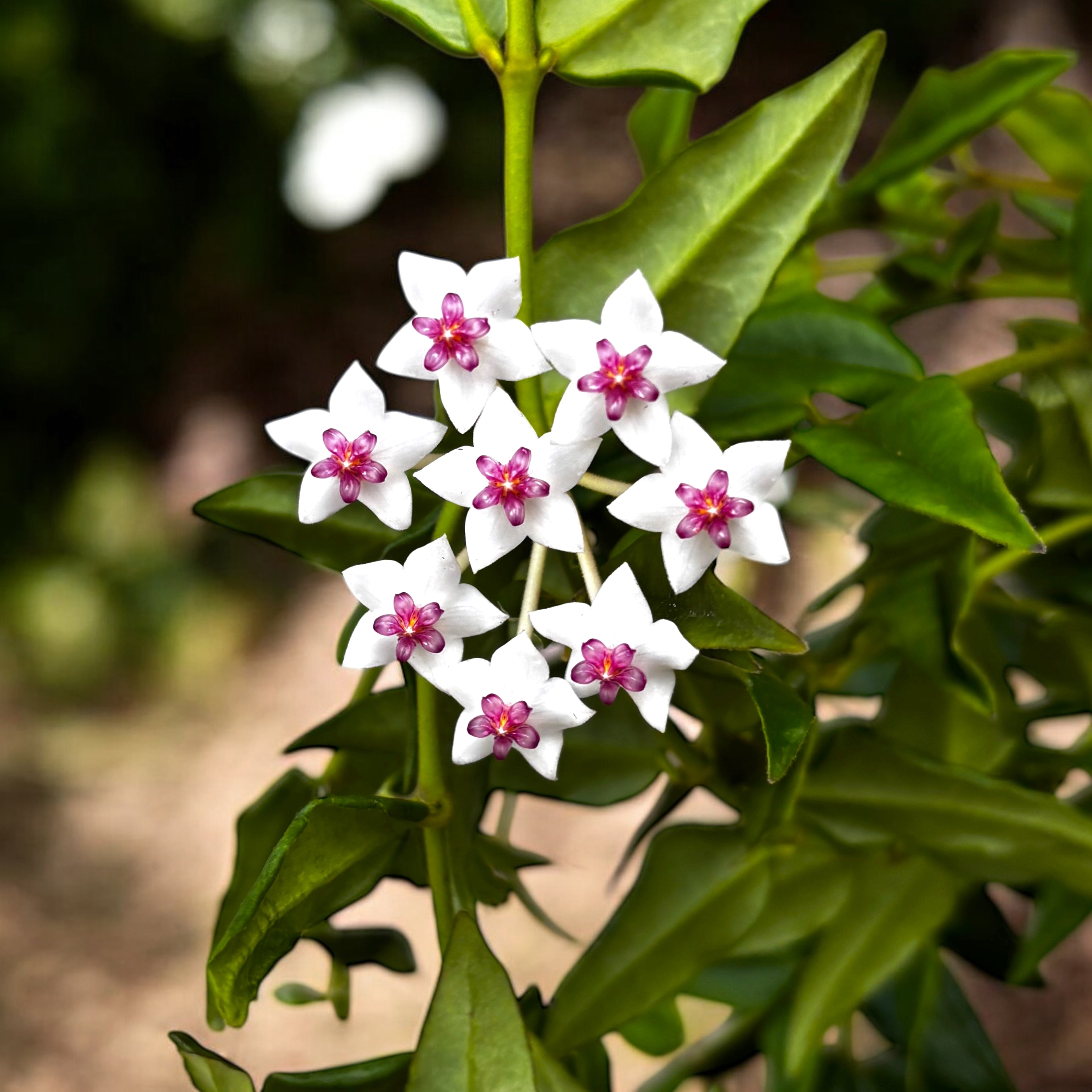 Hoya bella
