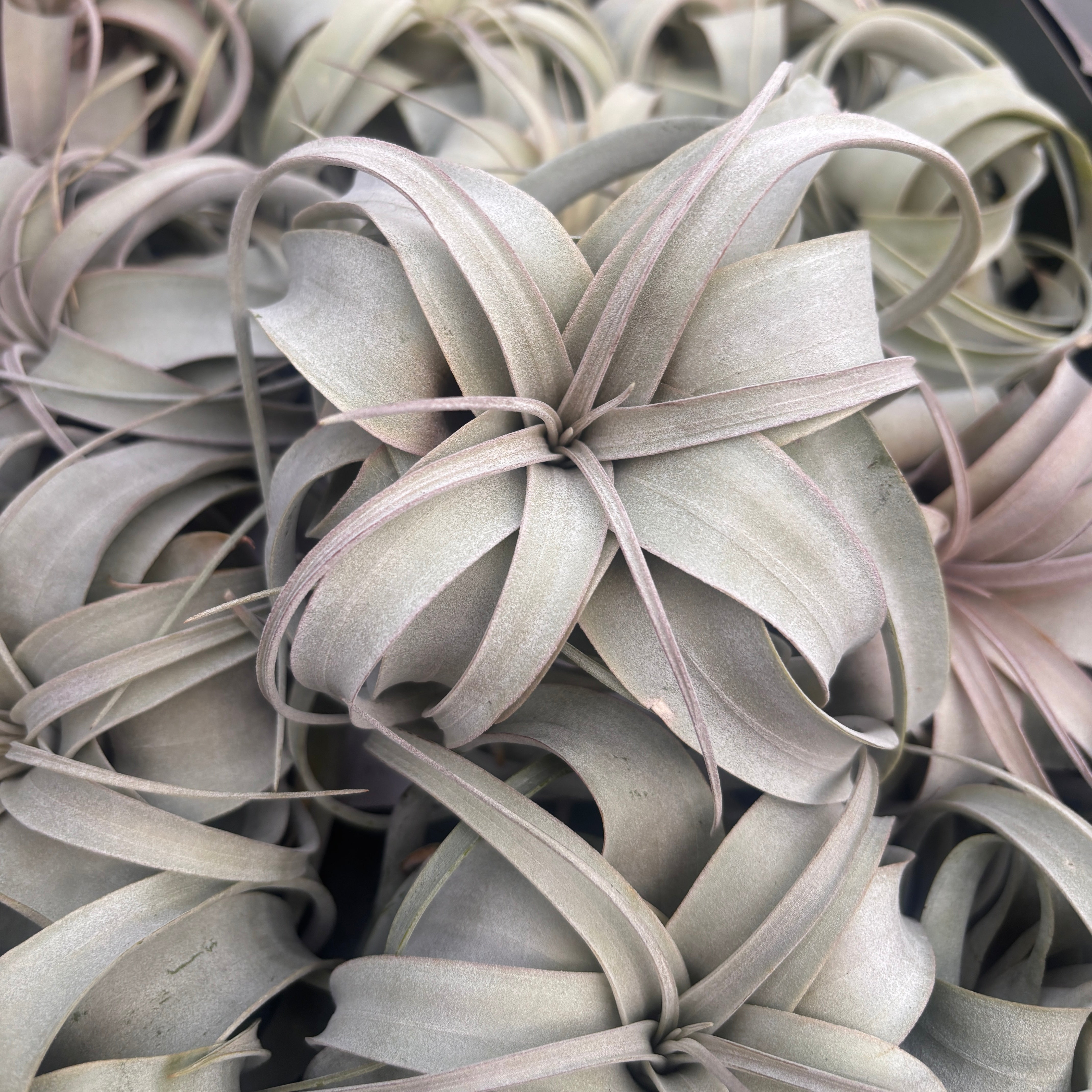 Tillandsia Xerographica - airplant – Secret Garden Plant Shop