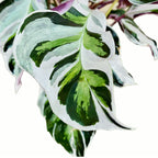Calathea 'White Fusion'