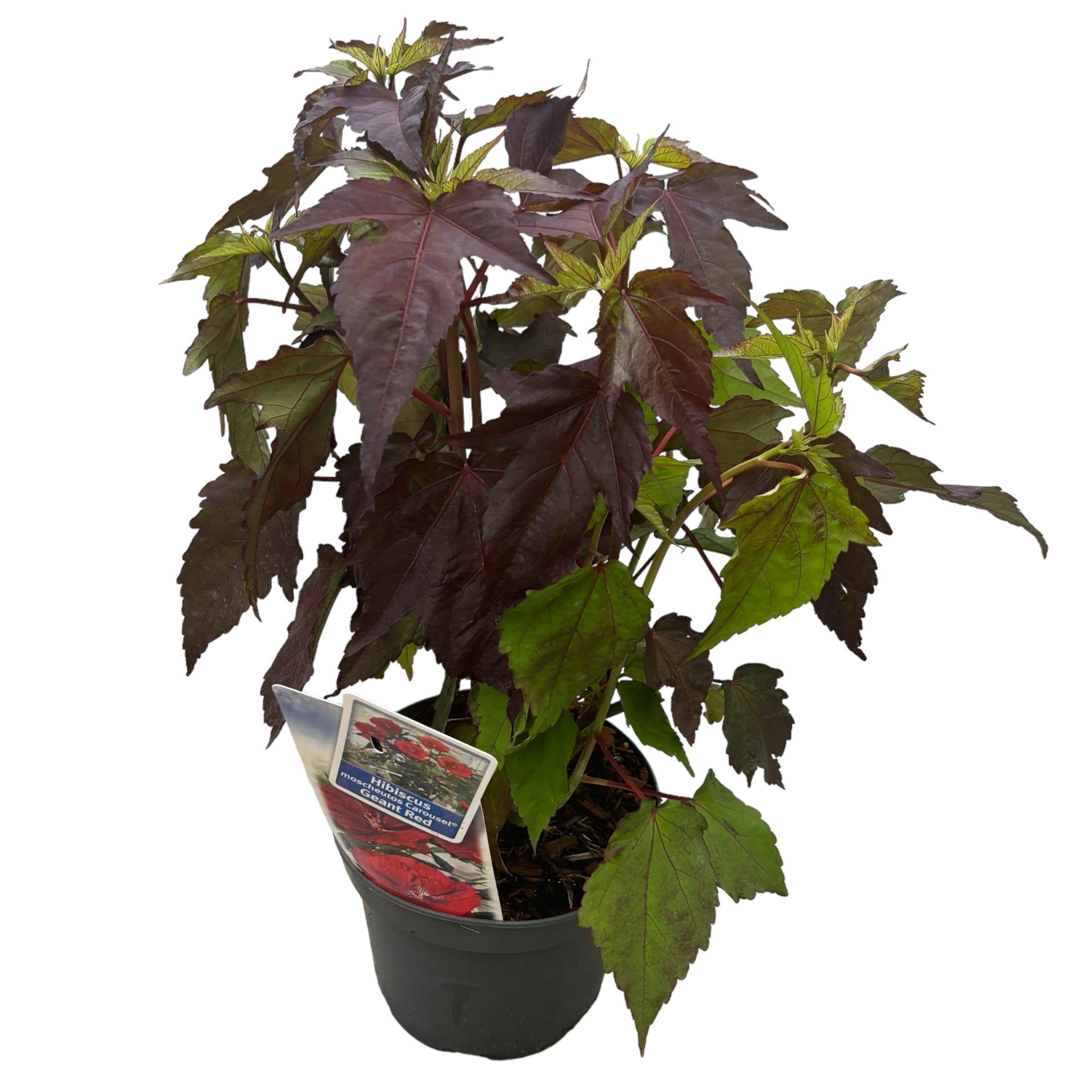 Hibiscus moscheutos Carousel ‘Geant Red’ – hibiscus de gradina cu flori rosii gigantice