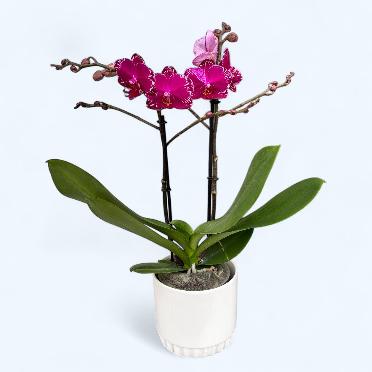 Phalaenopsis Violino Asiatico