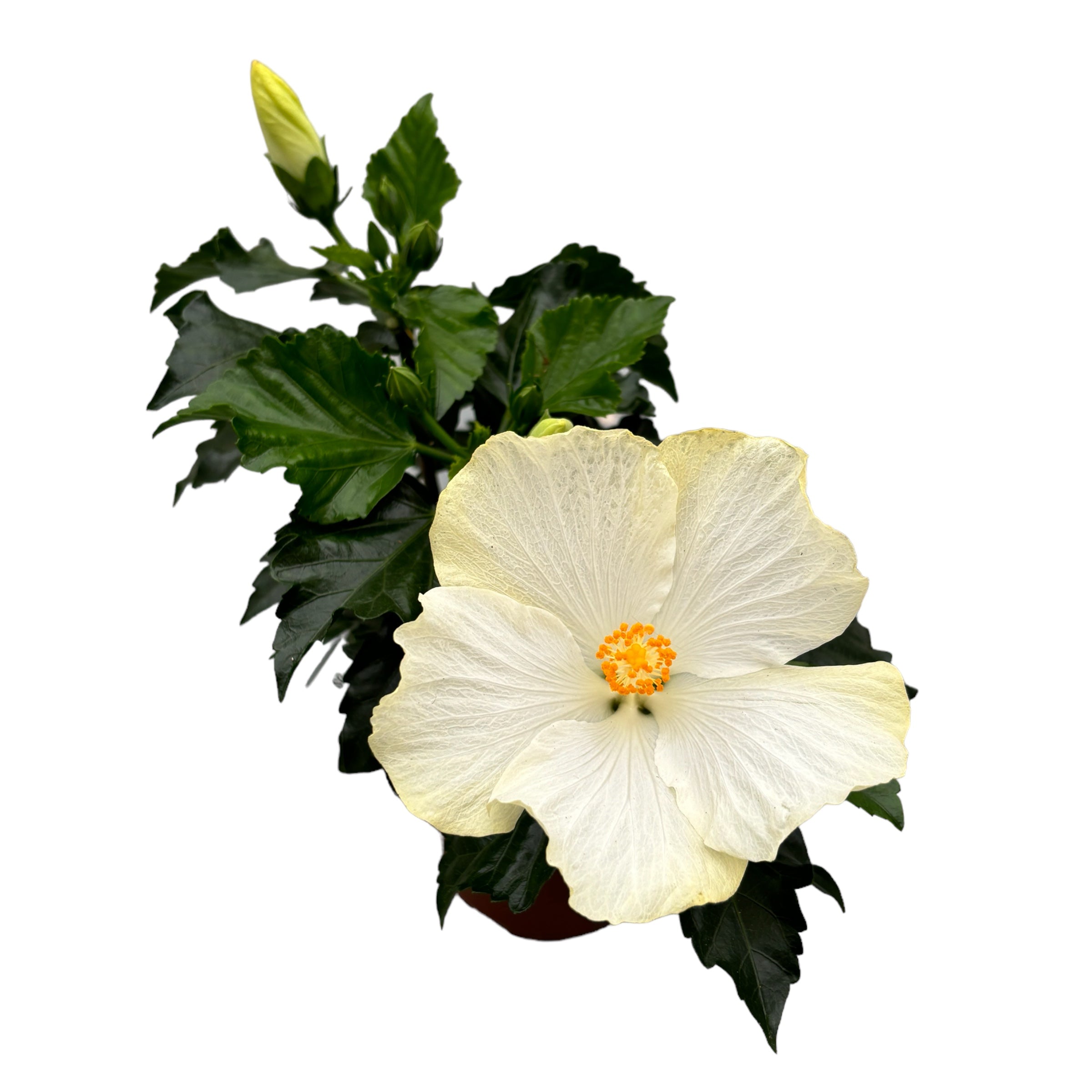 Hibiszkusz Fiori Grande San Remo 2 növény/cserép