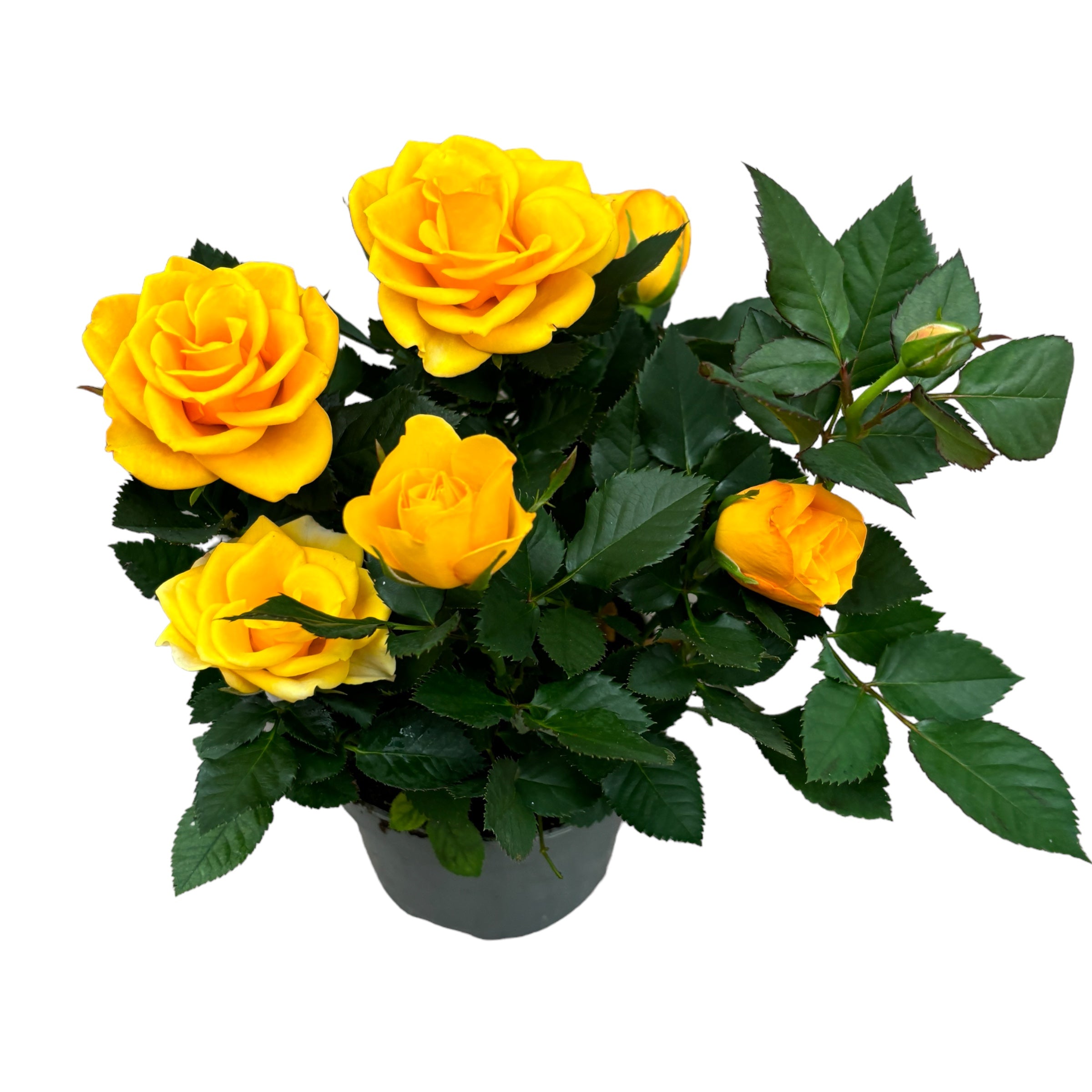 Rosa Violin Saron - flori mari galbene