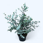 Eukalyptus - Eucalyptus gunnii 'Blue Ice'
