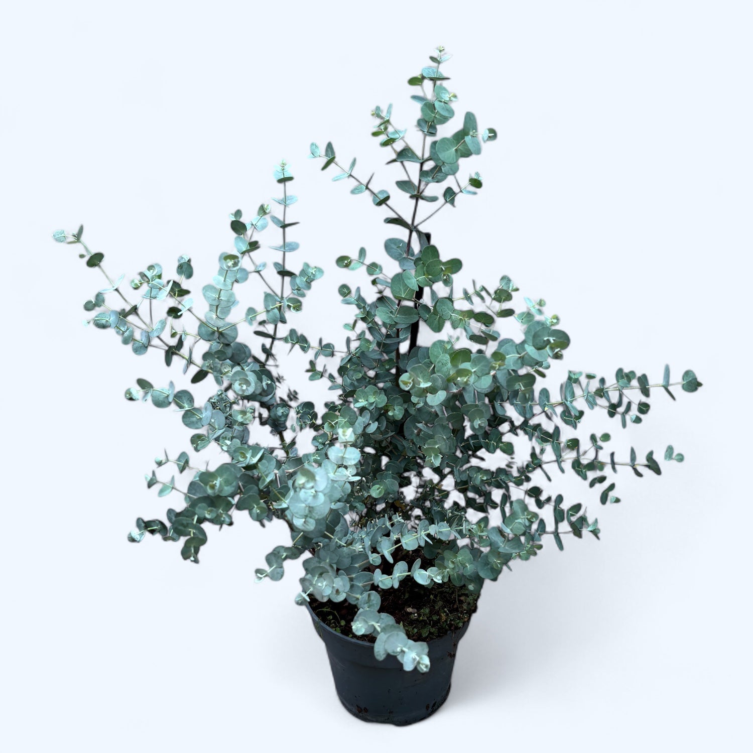 Eucalipt - Eucalyptus gunnii 'Blue Ice'