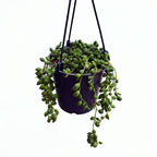 Senecio Herreianus - Pea plant, String of beads