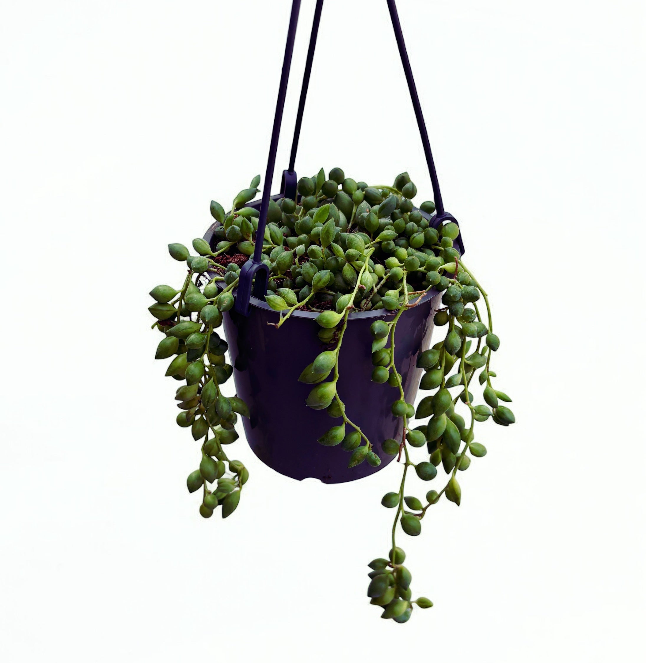 Senecio Herreianus - Planta mazare, Sirag de margele