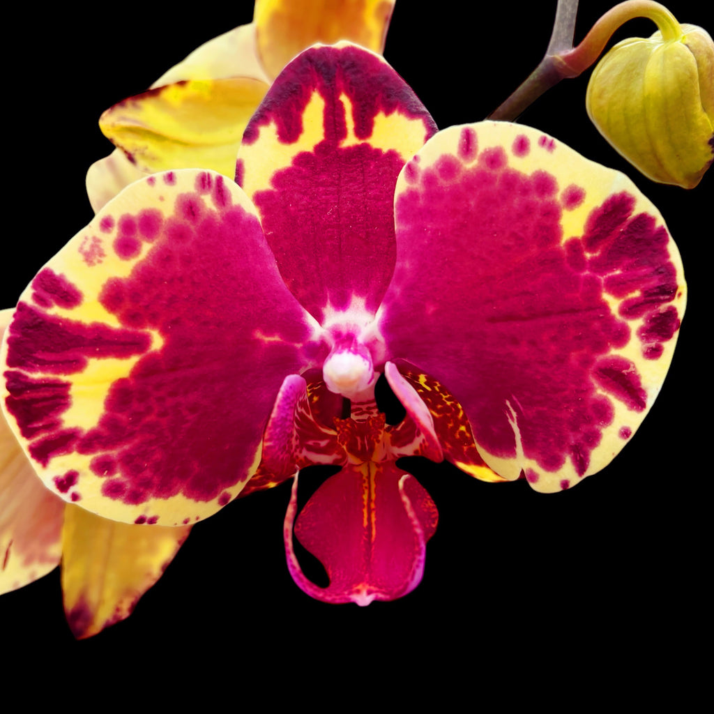 Phalaenopsis Krásna Duša