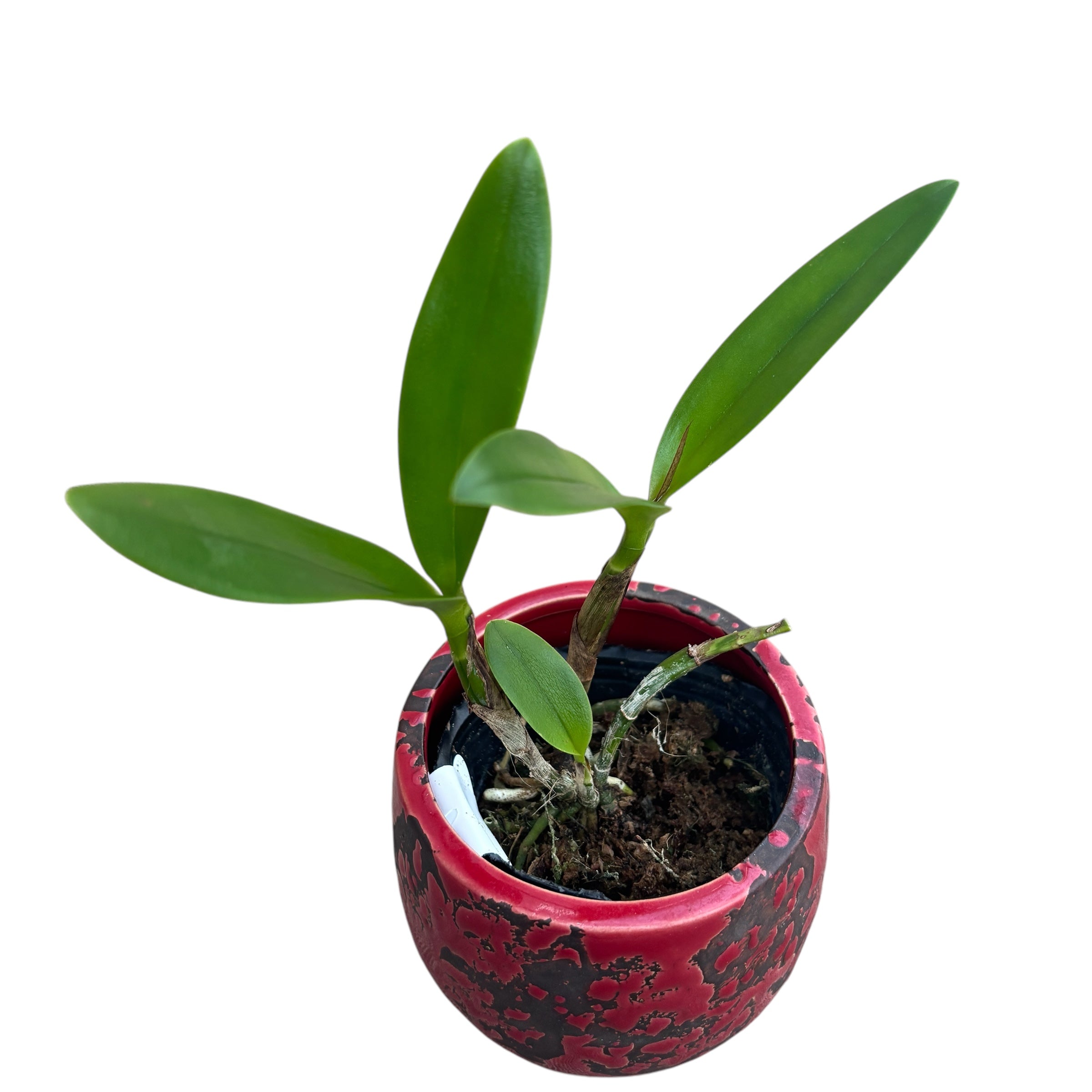 Epicatanthe Hsiang Yu Gold Coast 'Fireworks' - profumata