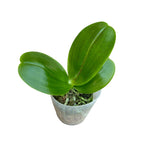 Phalaenopsis Mituo King 'Big Pink' - duftende, gewachste Blüten