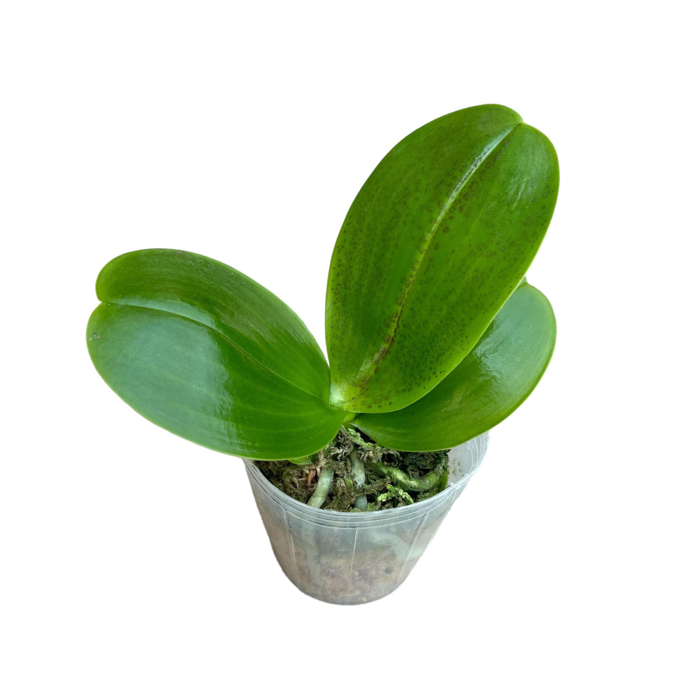 Phalaenopsis Mituo King 'Big Pink' - duftende, gewachste Blüten