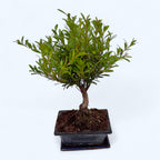 Bonsai Syzygium - exotický miniaturní strom s jemným listím a dekorativními květy