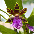 Zygopetalum Bärbel Höhn *illatos