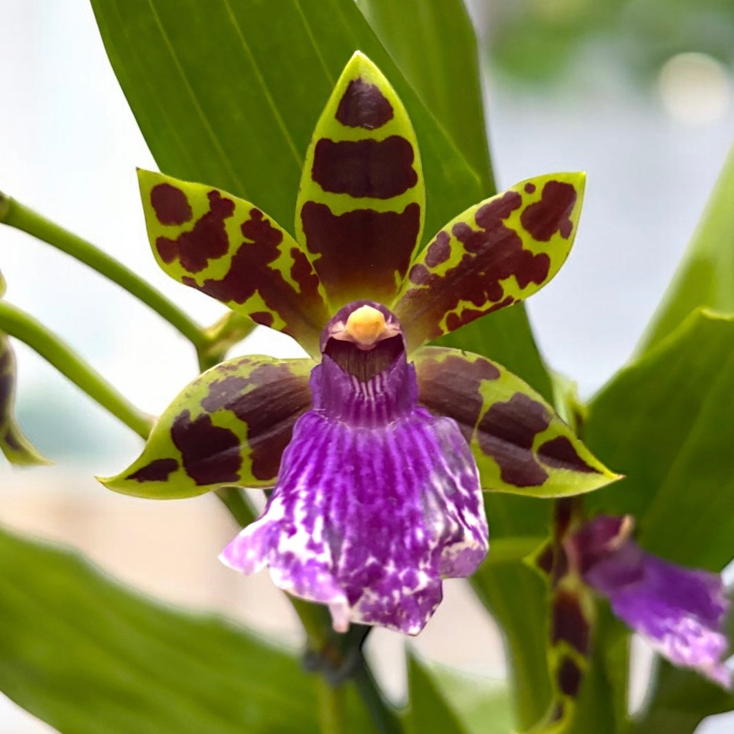 Zygopetalum Bärbel Höhn *duftend