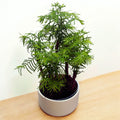 Bonsai Metasequoia (Forest)