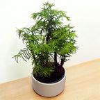 Bonsai Metasequoia (Forest)