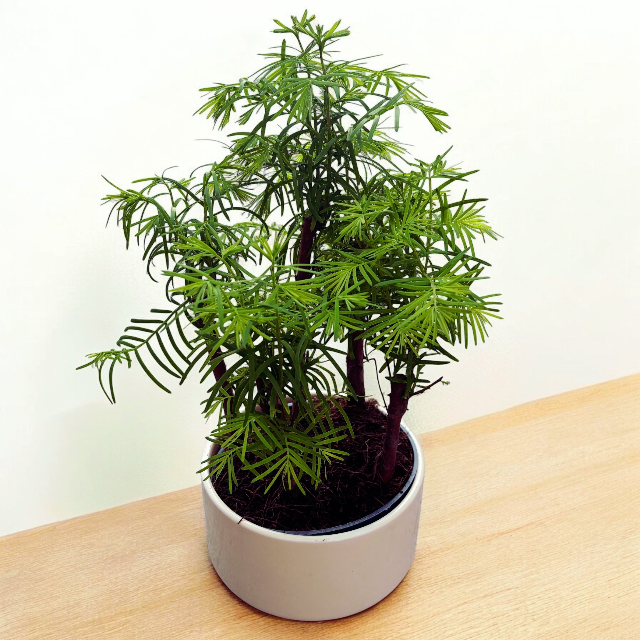Bonsai Metasequoia (Forest)