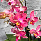 Phalaenopsis Secret Fragrance (Aromio Floral) - flori pelorice si parfumate