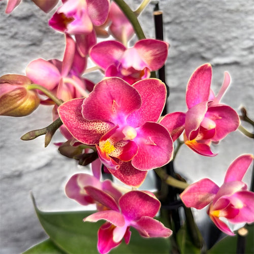 Phalaenopsis Secret Fragrance (Aromio Floral) - peloric and fragrant flowers