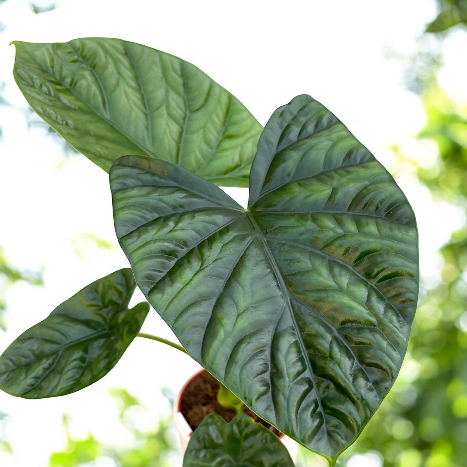 Alocasia 'Lukiwan' - frunze verzi-metalice cu nervuri spectaculoase