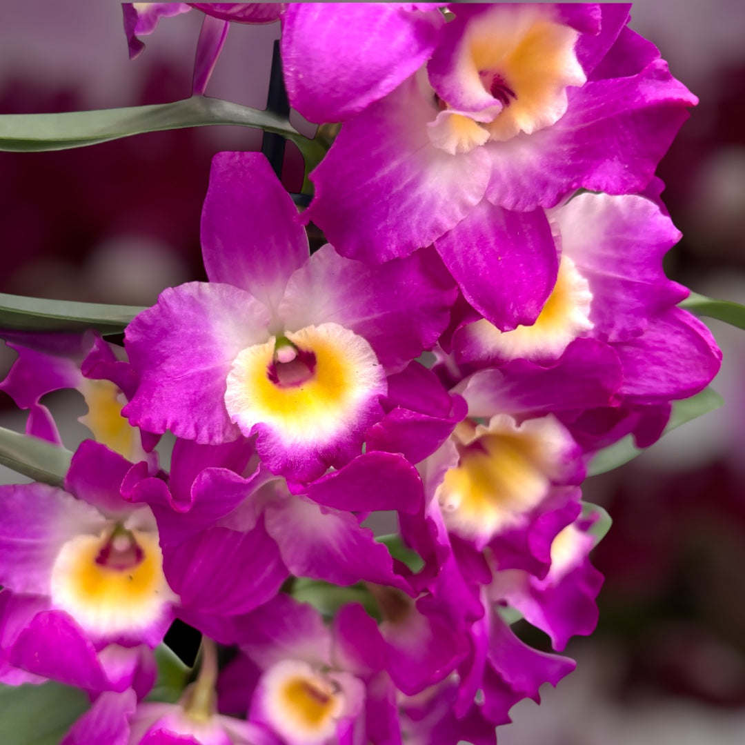 Dendrobium Nobile Akatsuki - fragrant