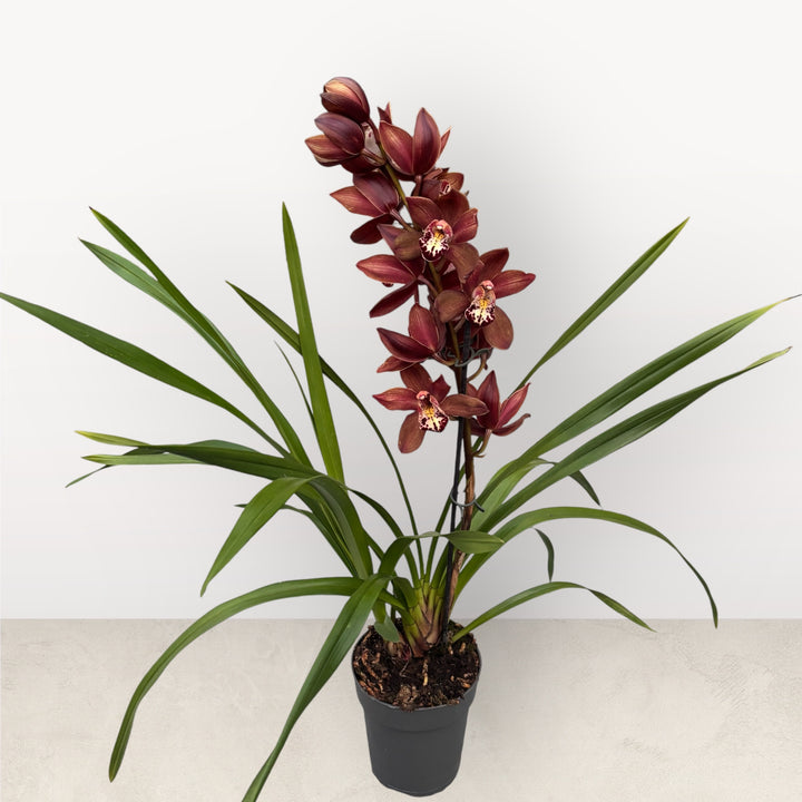 Orhidee Cymbidium Aurora