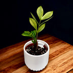 Zamioculcas zamiifolia 'Chameleon' (variegata)