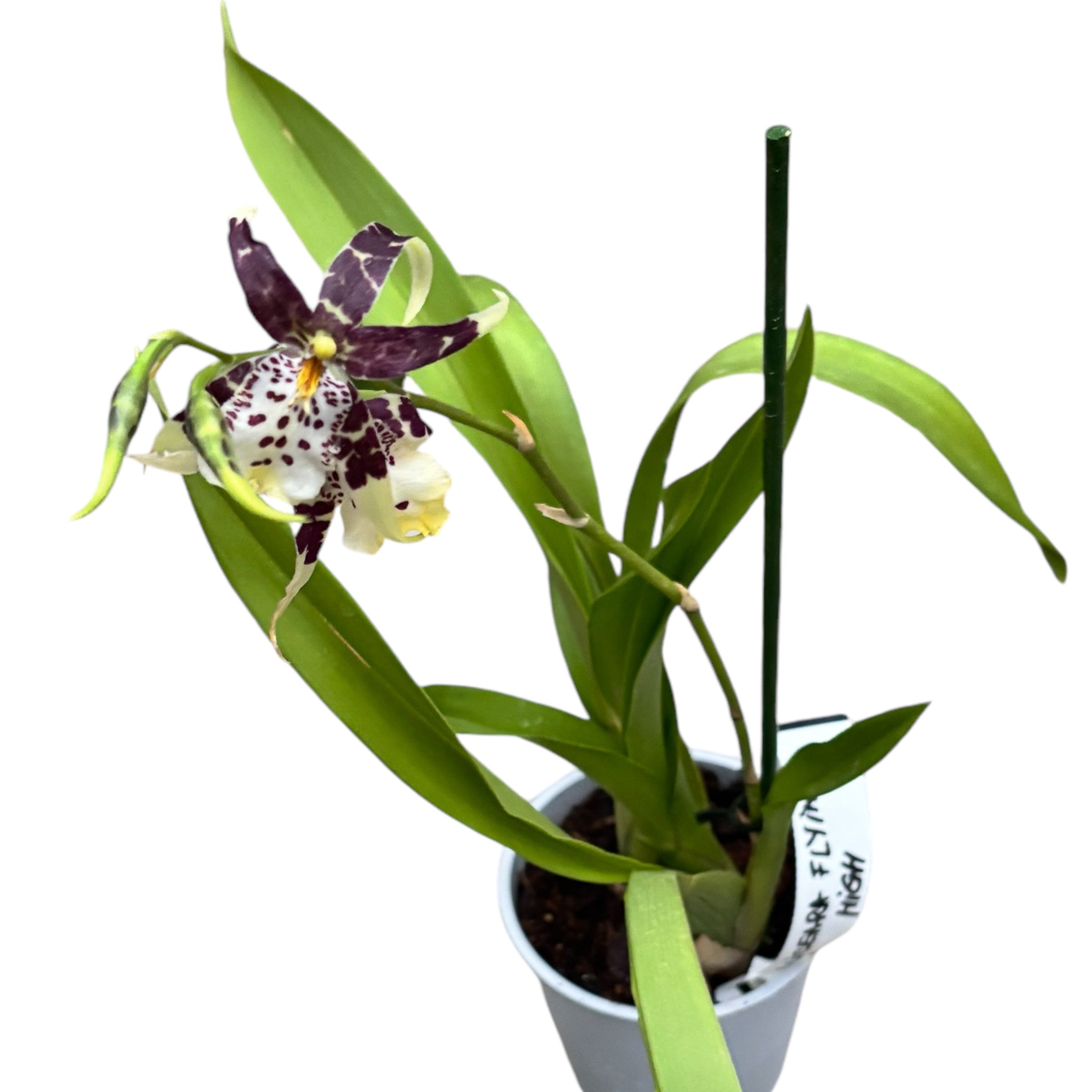 Aliceara Flying High