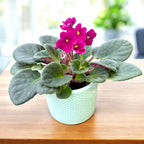 Saintpaulia Voila Red - African violets