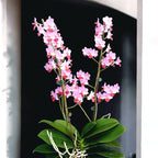 Phalaenopsis Liu's Triprince 'MK' * parfumat