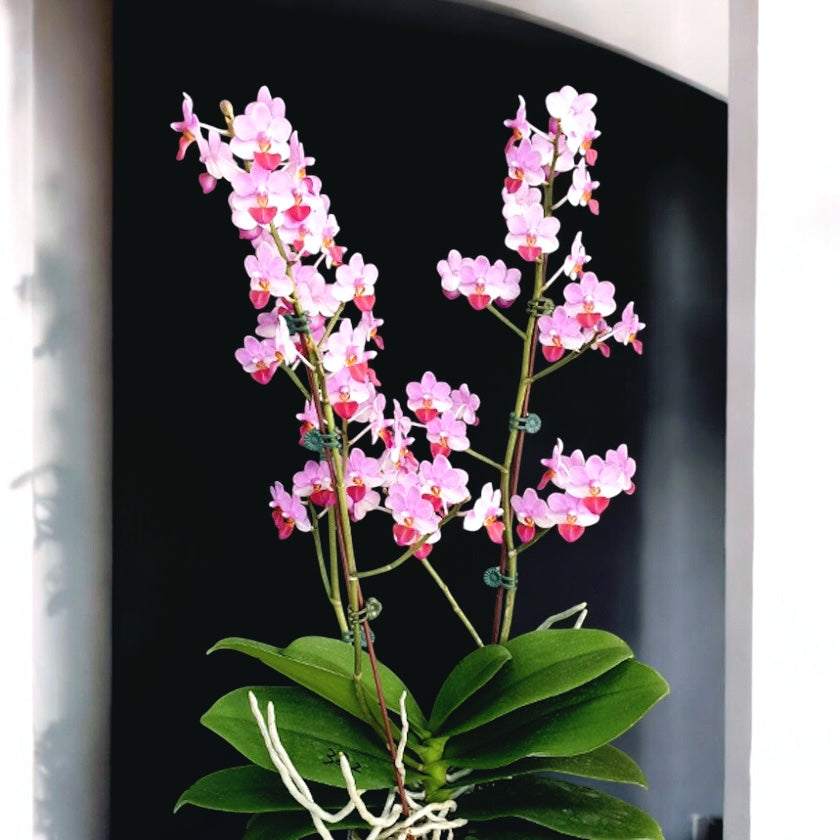 Phalaenopsis Liu's Triprince 'MK' * parfumat